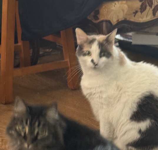 Photo of Monty