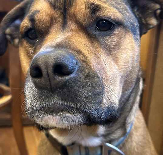 Photo of Belle