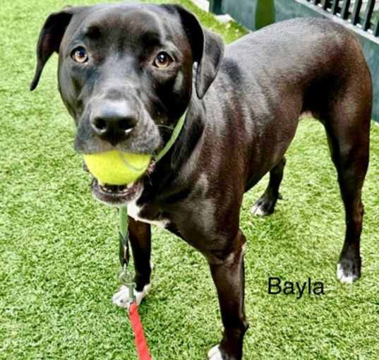 Photo of Bayla