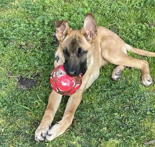 Photo of Nova