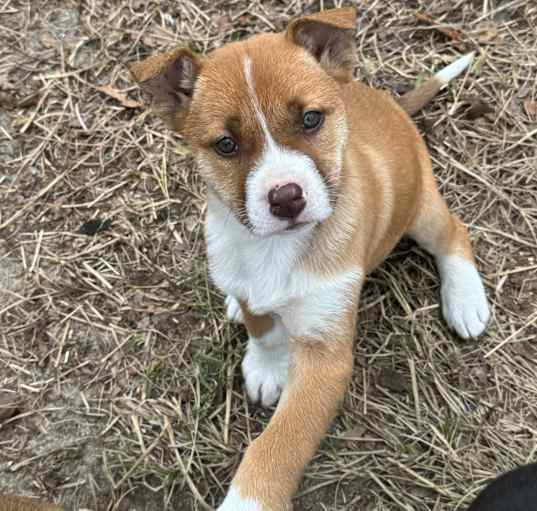 Photo of Gracie