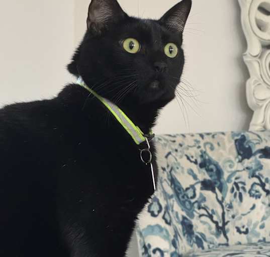 Photo of Chester