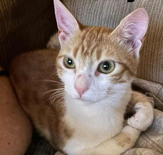 Photo of Denny (Bonded Pair w/ Sandy)