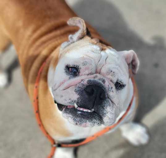 Photo of Gertie