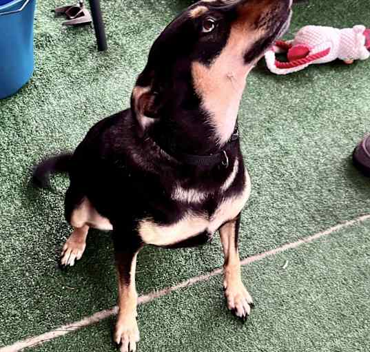 Photo of Daisy