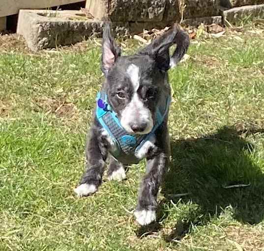 Photo of Bentley