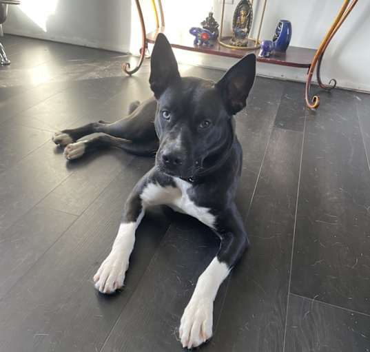 Photo of Luna