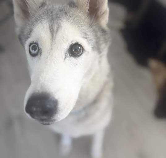 Photo of Nova