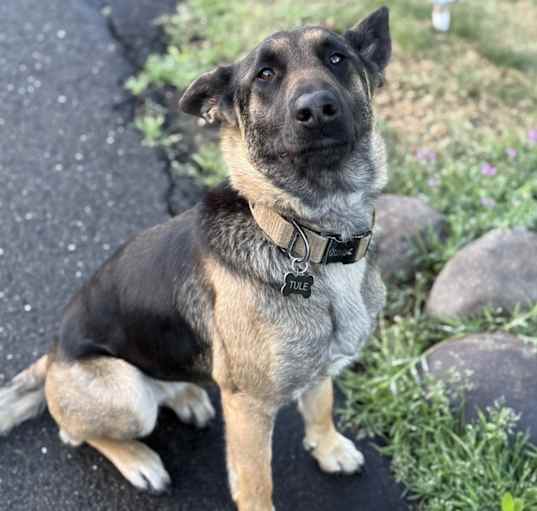 Photo of Tule
