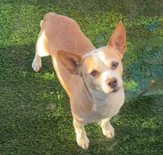 Photo of Chiqui