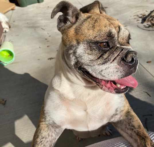 Photo of Pepper