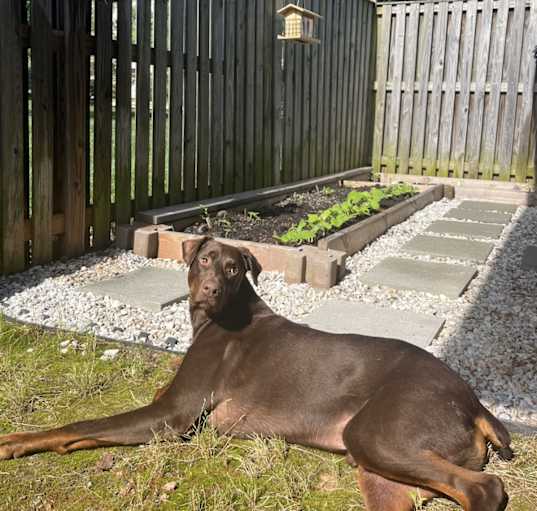 Photo of Scooby