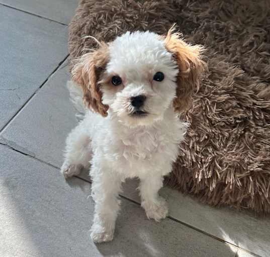 Photo of Tap