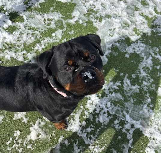 Photo of Jake the rottie