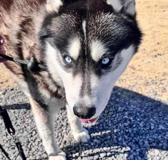 Photo of Balto