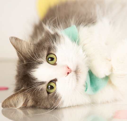 Photo of Sawyer