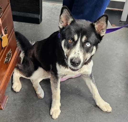 Photo of Dakota
