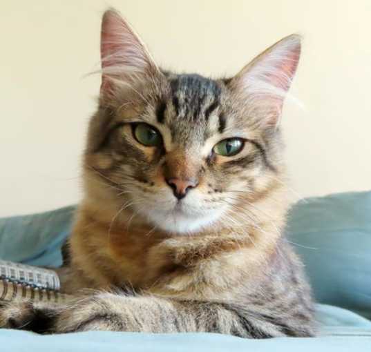 Photo of Nikola
