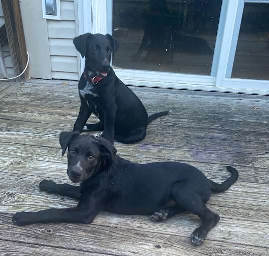 Photo of Milo and Caesar