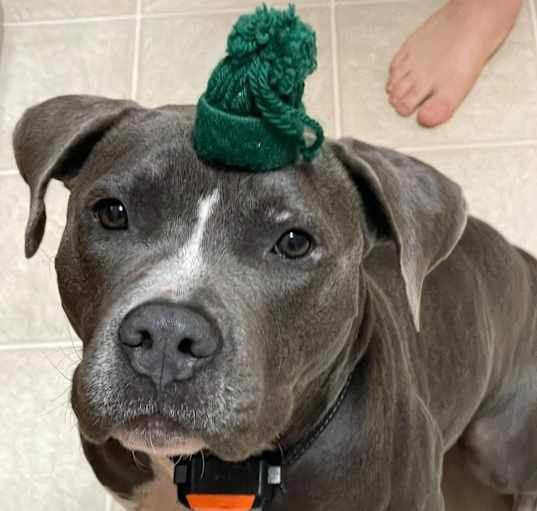 Photo of Atlas