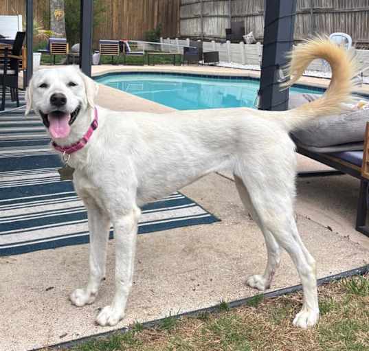 Photo of Peyton DFW