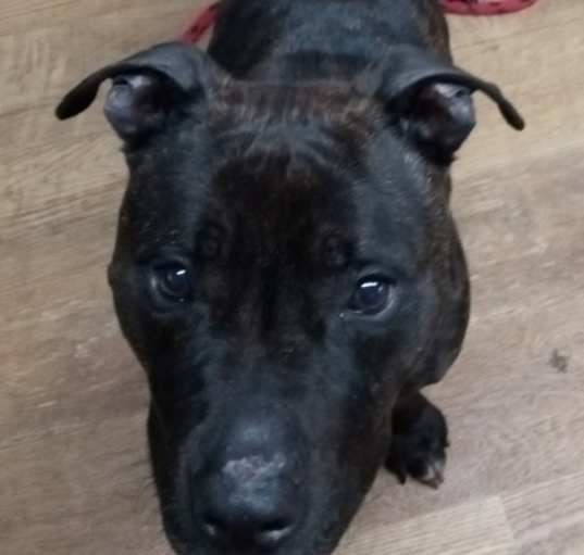 Photo of Hank