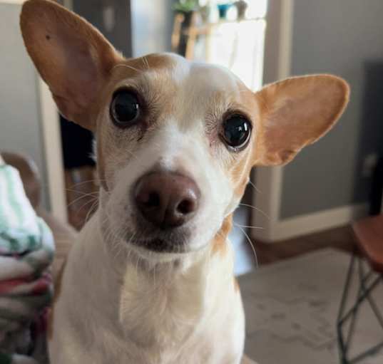Photo of Stella