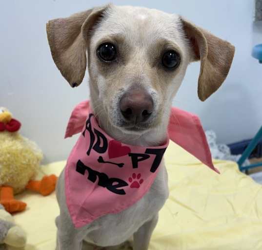 Photo of Lola