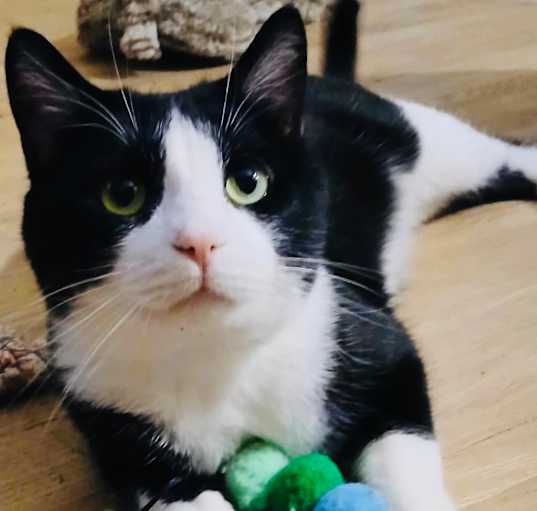 Photo of Samson