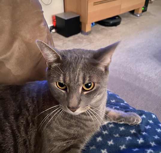 Photo of Milo