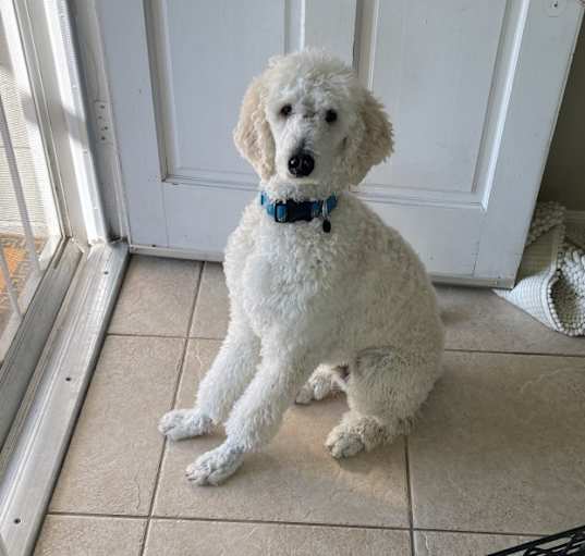 Photo of Henry