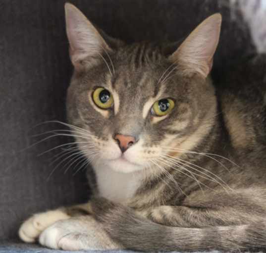 Photo of Oscar