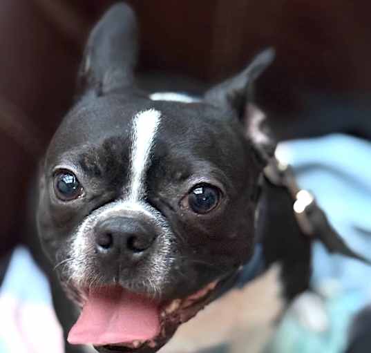 Photo of Annie