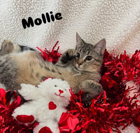 Photo of Mollie