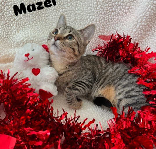 Photo of Mazel