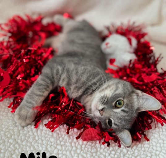 Photo of Milo