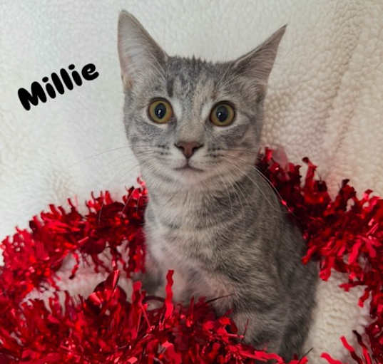 Photo of Millie