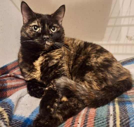 Photo of Sassy Libby