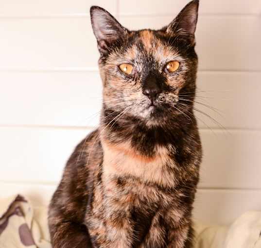 Photo of Lilly
