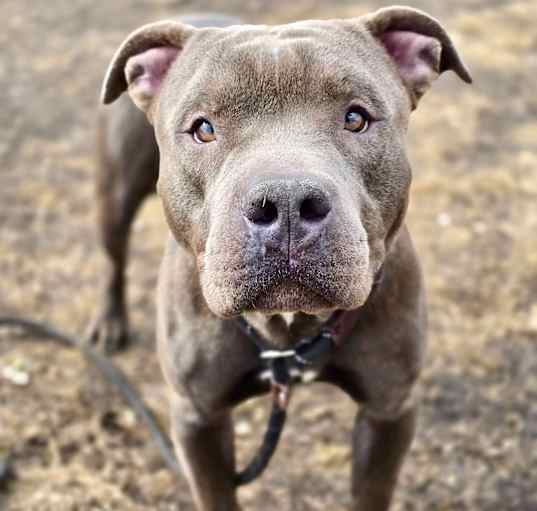 Photo of Wizard