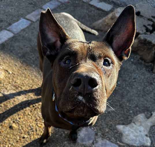 Photo of Luckie (FKA- Cybug)