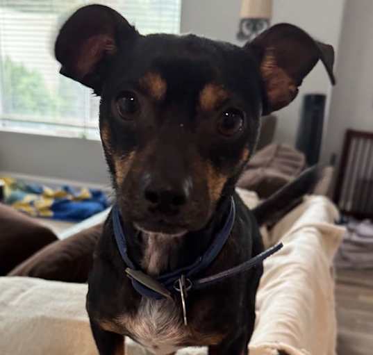 Photo of Petey