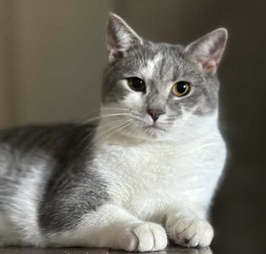 Photo of Sassy