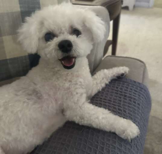 Photo of Gracie
