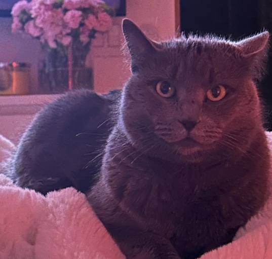 Photo of Mrs. Kitty