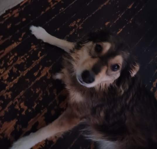 Photo of Lola