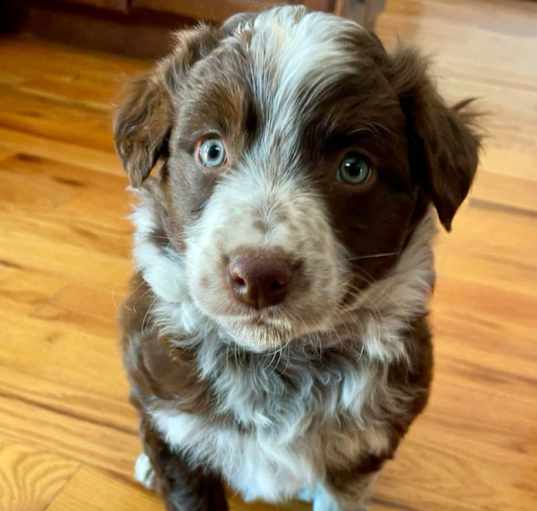 Photo of Kip. ADOPTED