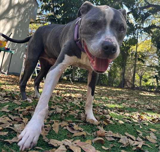 Photo of Rex