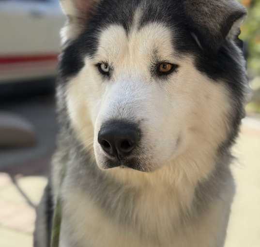 Photo of Kuma