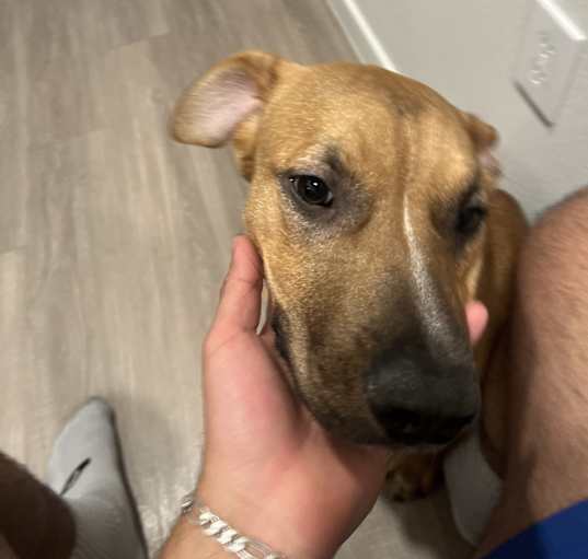 Photo of Daisy
